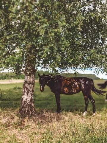 Фото номера Апартаменты Апартаменты Stamerienas Apartamenti г. Stāmeriena 57